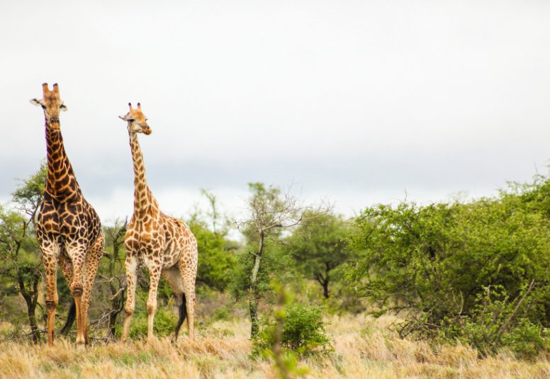 shot-two-cute-tall-giraffes-safari-south-africa